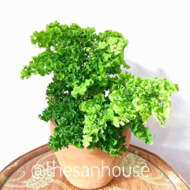Adiantum Venustum aka Suplir Multivariasi Multicolor