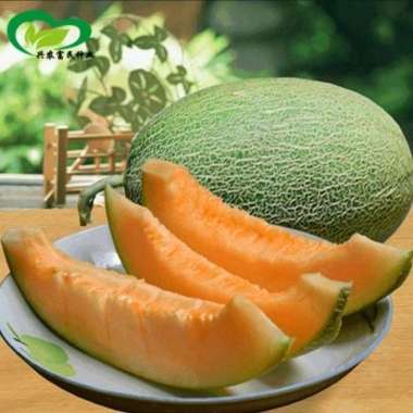 100 Benih Bibit Biji Melon SWEET NET HAMI, Honey dew, Premium import Hibrida Seeds, Super Manis