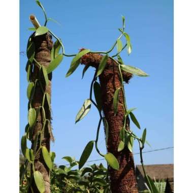 hbd22 Bibit Vanili Planifolia Unggul Siap Tanam Ukuran 1 Meter