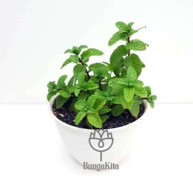Bibit Tanaman Daun Mint-Bibit Pohon Daun Wild Mint-Daun Wild Mint