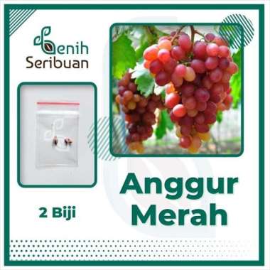 Benih Anggur Grape Bibit Tanaman Buah