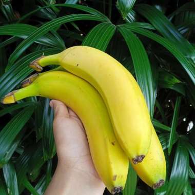 Pisang sunpride