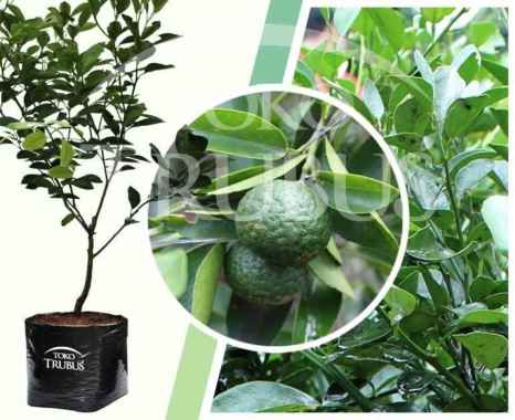 Bibit Jeruk Limau, Jeruk Sambel