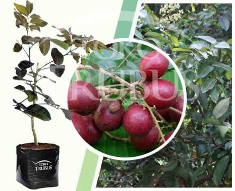 Kelengkeng Merah / bibit kelengkeng ruby logan
