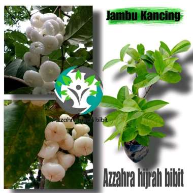 BIBIT JAMBU KANCING PUTIH/BIBIT TANAMAN JAMBU KANCING