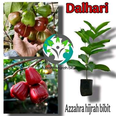 BIBIT JAMBU DALHARI/BIBIT TANAMAN JAMBU DALHARI/BIBIT TANAMAN OKULASI