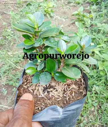 Cangkok-Bibit tanaman Beringin Dolar mikro /Dolar mangkok Cocok untuk Bonsai