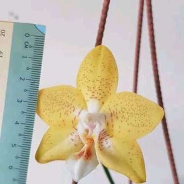 Anggrek bulan remaja Phalaenopsis Deventeriana bibit bunga anggrek bulan primary hybrid tanaman hias