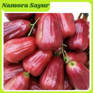 Jambu Air Citra Manis Segar 1 Kg