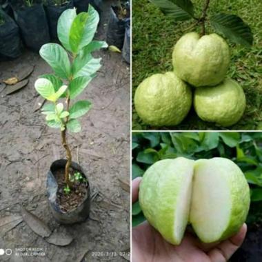 Bibit Sudah Berbuah / Berbunga Jambu Kristal non biji bibit unggul okulasi