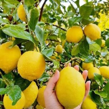Bibit lemon california cepat berbuah, Pohon Jeruk Lemon Okulasi Unggulan