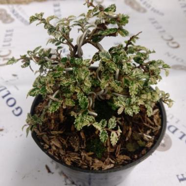 Bonsai Breynia Disticha Mini (Langka)