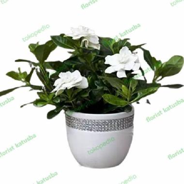 Tanaman Hias Gardenia Jasminoides
