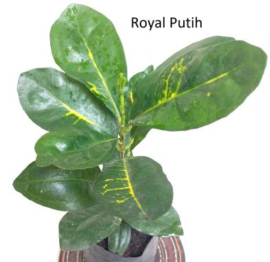 POHON PURING KURA / TANAMAN PURING KURA