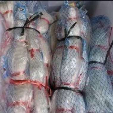 Jaring senar jaring ikan/ jaring burung 0.15 50/100 yoko 2"