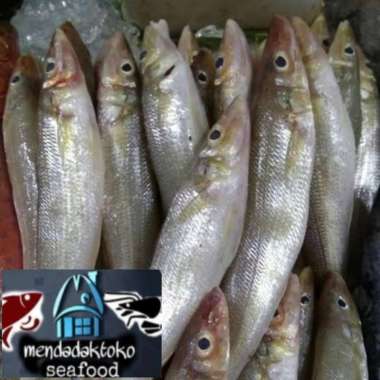 ikan kaca piring / rejung segar | ikan laut segar | seafood