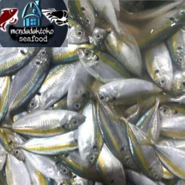 ikan selar segar / selar kuning | seafood | hasil laut segar
