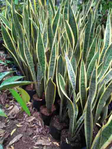 Bibit tanaman hias Lidah mertua I Sanseviera - Tanaman Indoor