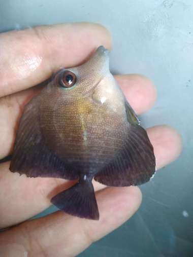 BURUNG Laut Size S - Ikan Hias Aquarium Laut