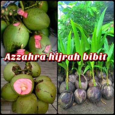 Azzahra hijrah bibit tanaman kelapa hijau Wulung/kelapa wulung asli