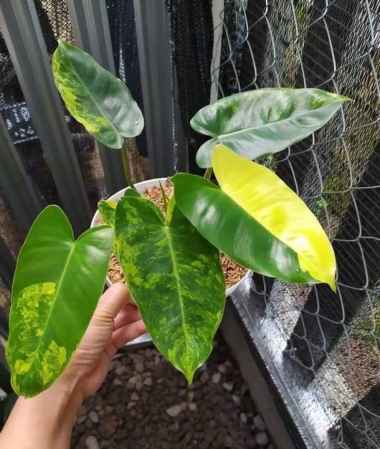Philodendron Burle Marx Variegata | Mickey Mouse Multivariasi Multicolor