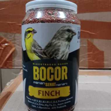 BOCOR CAROLL BLACKTROOTH SANGER MACET LANGSUNG GACOR