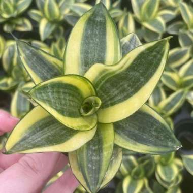 tanaman hias sensiviera mini golden / tanaman hias indoor Multivariasi Multicolor