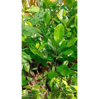 bibit nangka sayur unggul