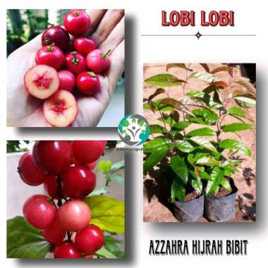 Azzahra hijrah bibit tanaman buah lobi-lobi/bibit buah langka