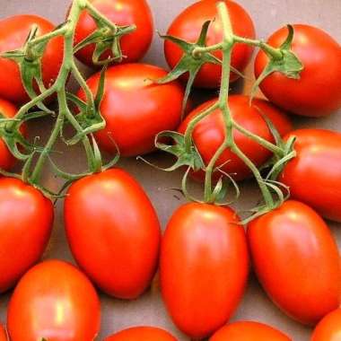 Tomat Cherry Merah Lonjong Curah 1 kg
