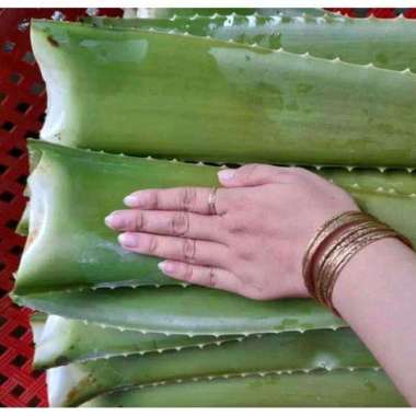 PELEPAH SEGAR LIDAH BUAYA CHINENSIS JUMBO