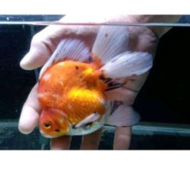 ikan mas koki ryukin