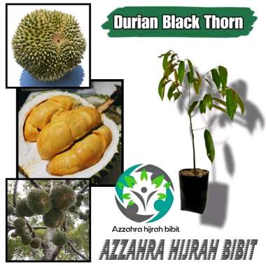 Azzahra hijrah bibit paket bibit durian black Thorn 3 batang/bibit tanaman durian okulasi/bibit duri
