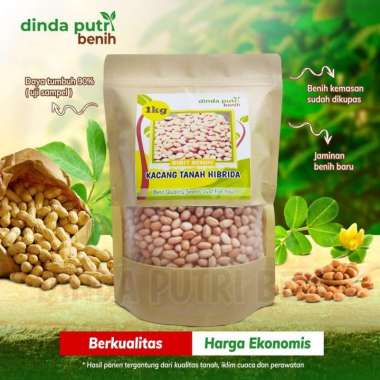 Benih kacang tanah 1 kg super varietas gajah/bibit kacang tanah gajah
