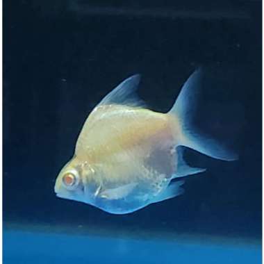ikan KAVIAT Shortbody SB KING albino 5-6cm SHORT BODY ALBINO