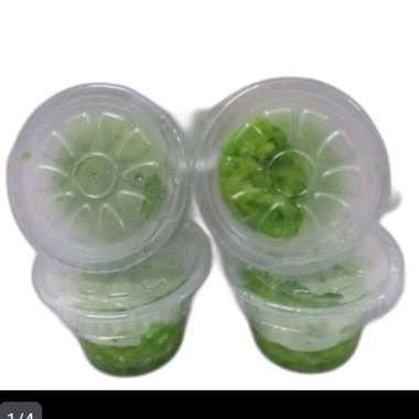 Tape Ketan Muntilan Hijau/Ijo Cup Kecil