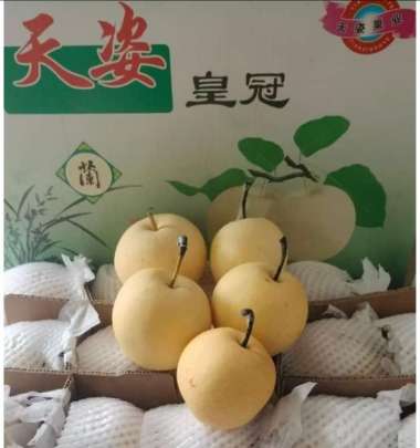 Buah Pear madu century 1 dus berat 17kg isi buah 60-/+
