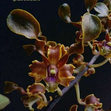 Anggrek Dendrobium Helix Pomeo Brown remaja bibit bunga keriting kriwil dendro spesies Papua
