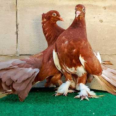 Merpati hias kipas indian fantail IF sepasang merpati kipas india jumbo