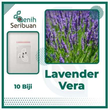 Lavender English - 10 Benih Bunga Lavender Vera Lavandula Angustifolia