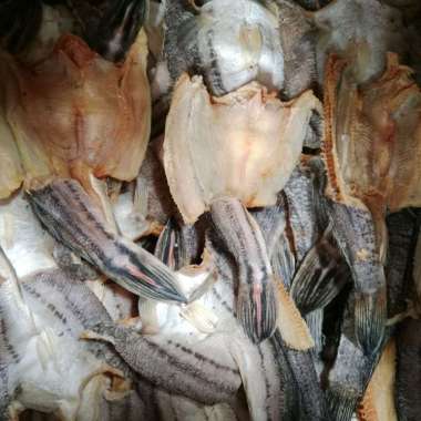 iKan Asin gabus Tomang ( Tmkkl ) 1 Kg Fresh