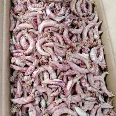 iKan Asin Cumi Sotong Jarum Kering 1 Kg Fresh