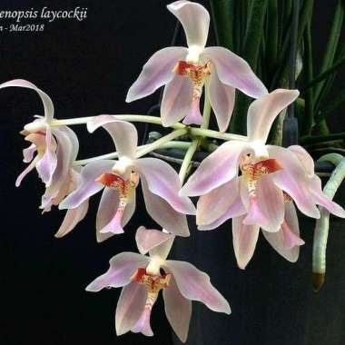 Anggrek Paraphalaenopsis Laycockii disilangkan dengan Vanda Sanderiana kondisi pra remaja