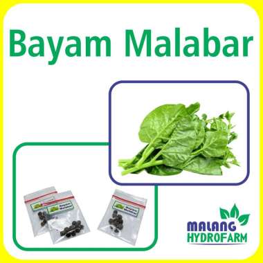 Benih Bayam Malabar Unggulan berkualitas biji bibit gendola hydroponik hidroponik basella sayuran ta