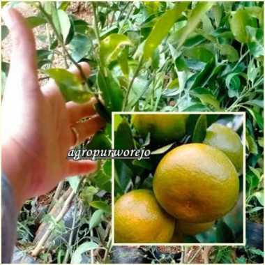 Bibit Tanaman Jeruk Gerga | RGL Siap Tanam Harga Grosir