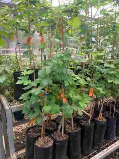 bibit anggur import valid jenis