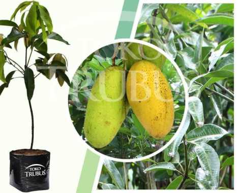 Mangga Chokanan, Bibit