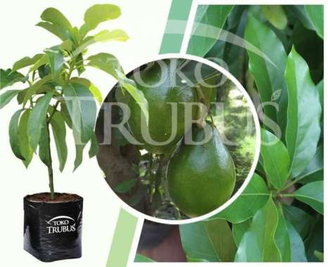 Bibit Tanaman Buah Alpukat Miki