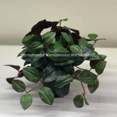 Tanaman Tiruan Hias Dalam Pot Jenis Anggrek Permata Diameter 9cm WMO IK0871