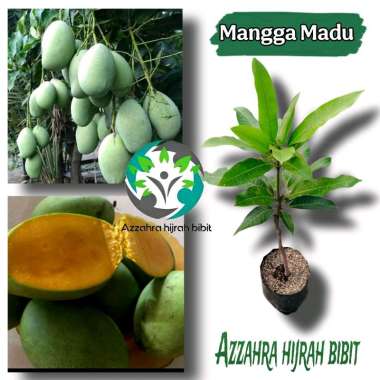 BIBIT TANAMAN MANGGA MADU/BIBIT MANGGA MADU OKULASI